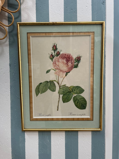 Gravure botanique encadrée "Rosier Ancien"