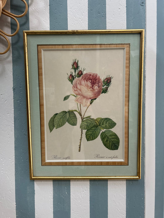 Gravure botanique encadrée "Rosier Ancien"